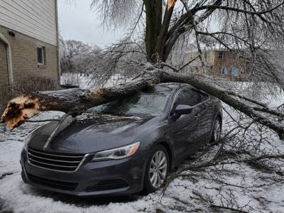 Ice-loaded tree down across a parked car after freezing rain