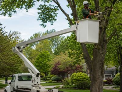Bucket truck raised into a mature street tree from the road