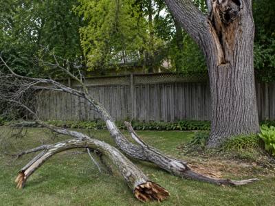 Dead limb removed and laid out on the lawn before chipping