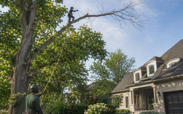 Climber roping down a section after shortening a tall tree's upper reach