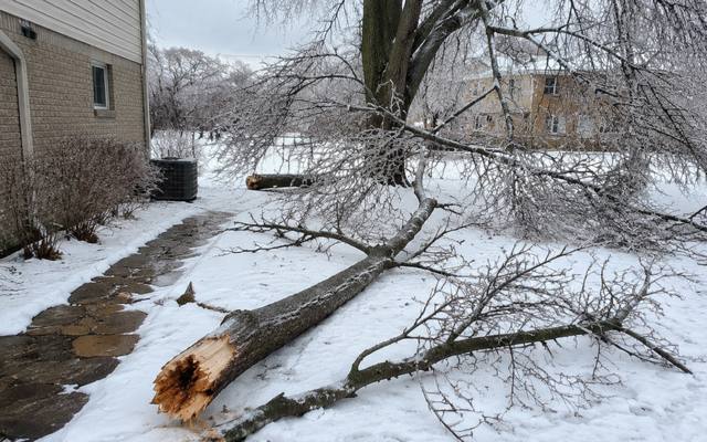 Split dead limb broken off in the snow beside a house after an ice load