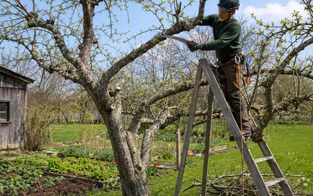 Ladder work with a hand saw pruning a small tree before the leaves open